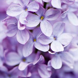 Aesthetic spring purple wallpaper