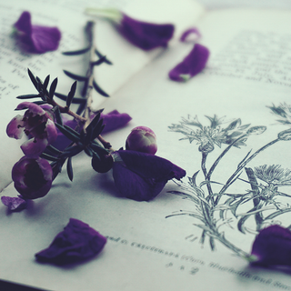 Aesthetic spring purple wallpaper