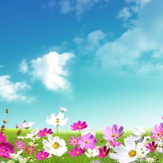Spring FHD wallpaper