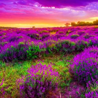 Spring FHD wallpaper