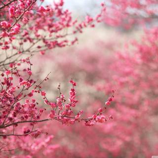 Spring FHD wallpaper