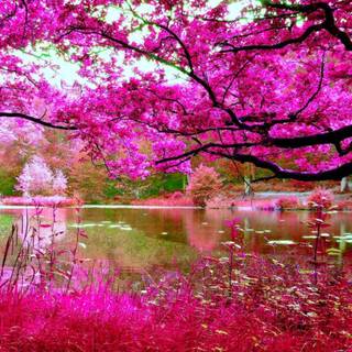 Spring FHD wallpaper