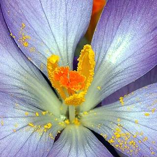 Aesthetic spring purple wallpaper