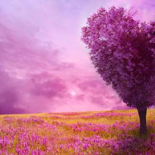 Spring FHD wallpaper