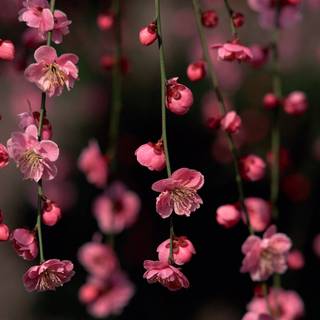 Spring FHD wallpaper