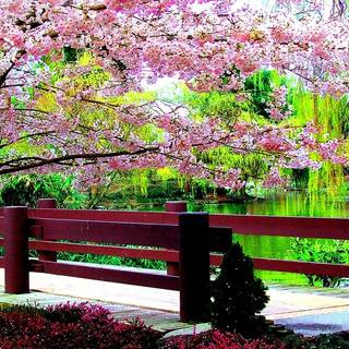 Spring FHD wallpaper