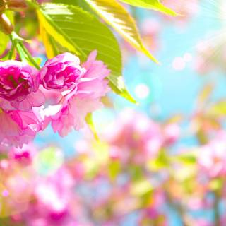 Spring FHD wallpaper