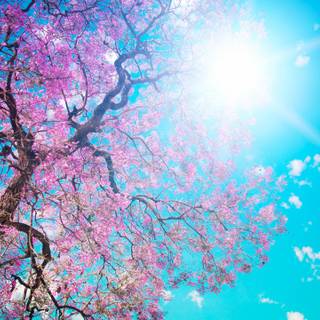 Spring FHD wallpaper