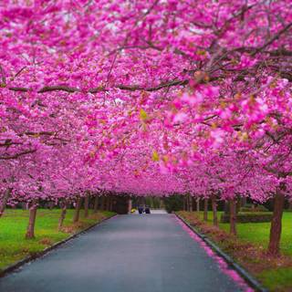 Spring FHD wallpaper