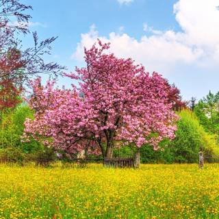 Spring FHD wallpaper
