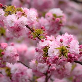 Spring FHD wallpaper