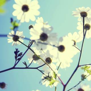 Spring FHD wallpaper