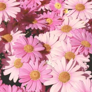 Spring 50s wallpaper