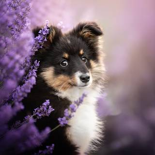 Purple dogs wallpaper