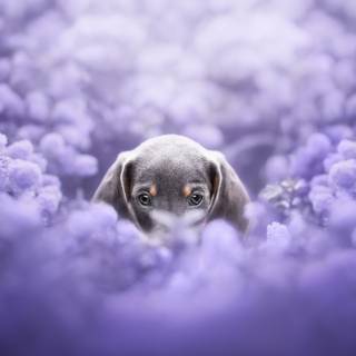 Purple dogs wallpaper