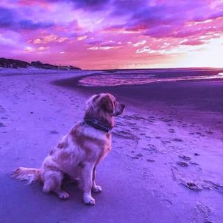 Purple dogs wallpaper