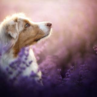 Purple dogs wallpaper