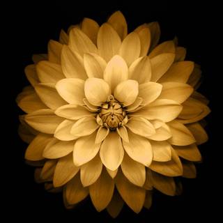 Golden and black wallpaper