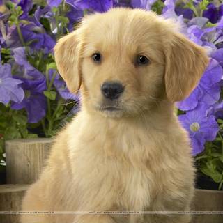 Purple dogs wallpaper