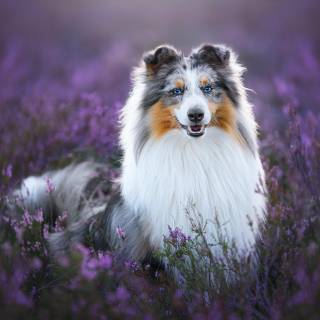 Purple dogs wallpaper