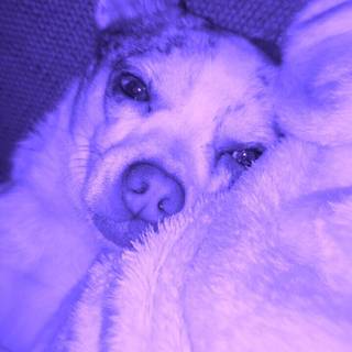 Purple dogs wallpaper