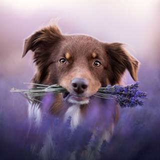 Purple dogs wallpaper