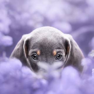 Purple dogs wallpaper