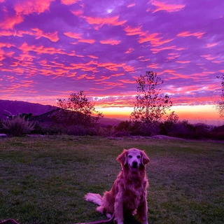 Purple dogs wallpaper