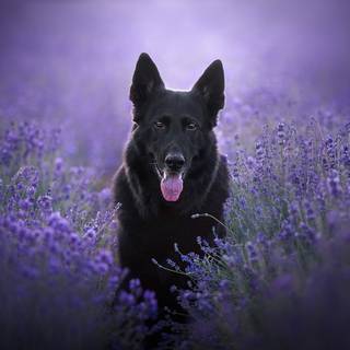 Purple dogs wallpaper