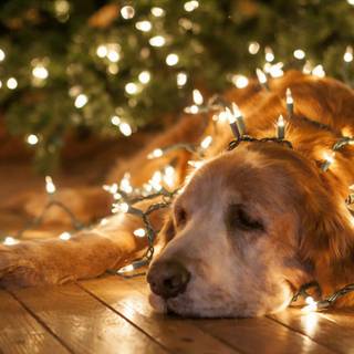 Holiday dogs wallpaper