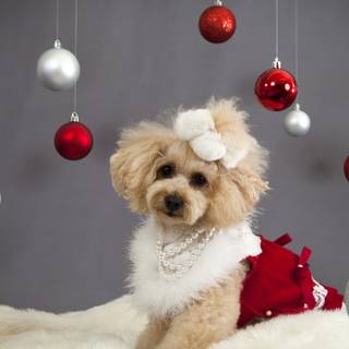 Holiday dogs wallpaper