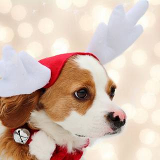 Holiday dogs wallpaper