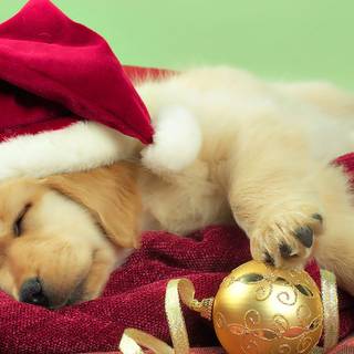Holiday dogs wallpaper