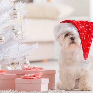 Holiday dogs wallpaper