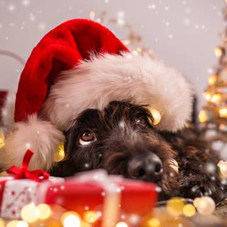 Holiday dogs wallpaper