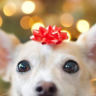 Holiday dogs wallpaper