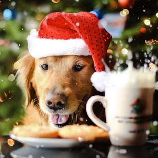 Holiday dogs wallpaper
