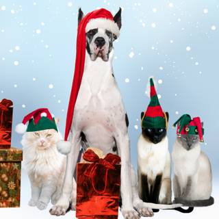 Holiday dogs wallpaper