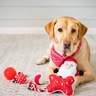 Holiday dogs wallpaper