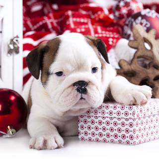 Holiday dogs wallpaper