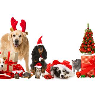 Holiday dogs wallpaper