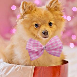 Holiday dogs wallpaper