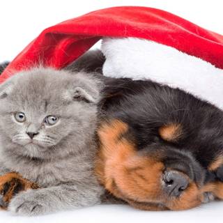 Holiday dogs wallpaper