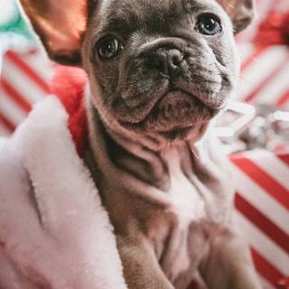 Holiday dogs wallpaper