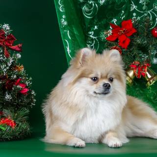 Holiday dogs wallpaper