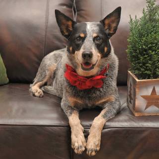 Holiday dogs wallpaper