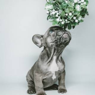 Holiday dogs wallpaper