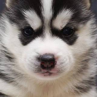 Cute baby black puppies wallpaper