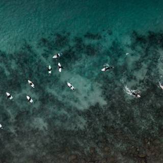 Ocean green wallpaper