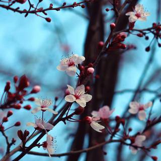 2560x1080 spring wallpaper